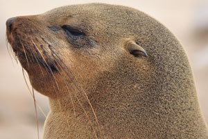 This is the lovely head of a brown fur seal