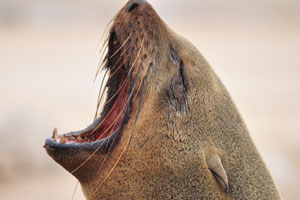 A brown fur seal has opened his mouth widely