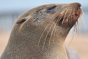 This reserve is a sanctuary for the world's largest breeding colony of Cape fur seals, with up to 210 000 seals