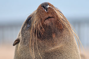 This brown fur seal has something liquid in his nose