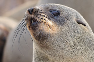 The Ministry of Fisheries and Marine Resources sets the quota of seals to be harvested