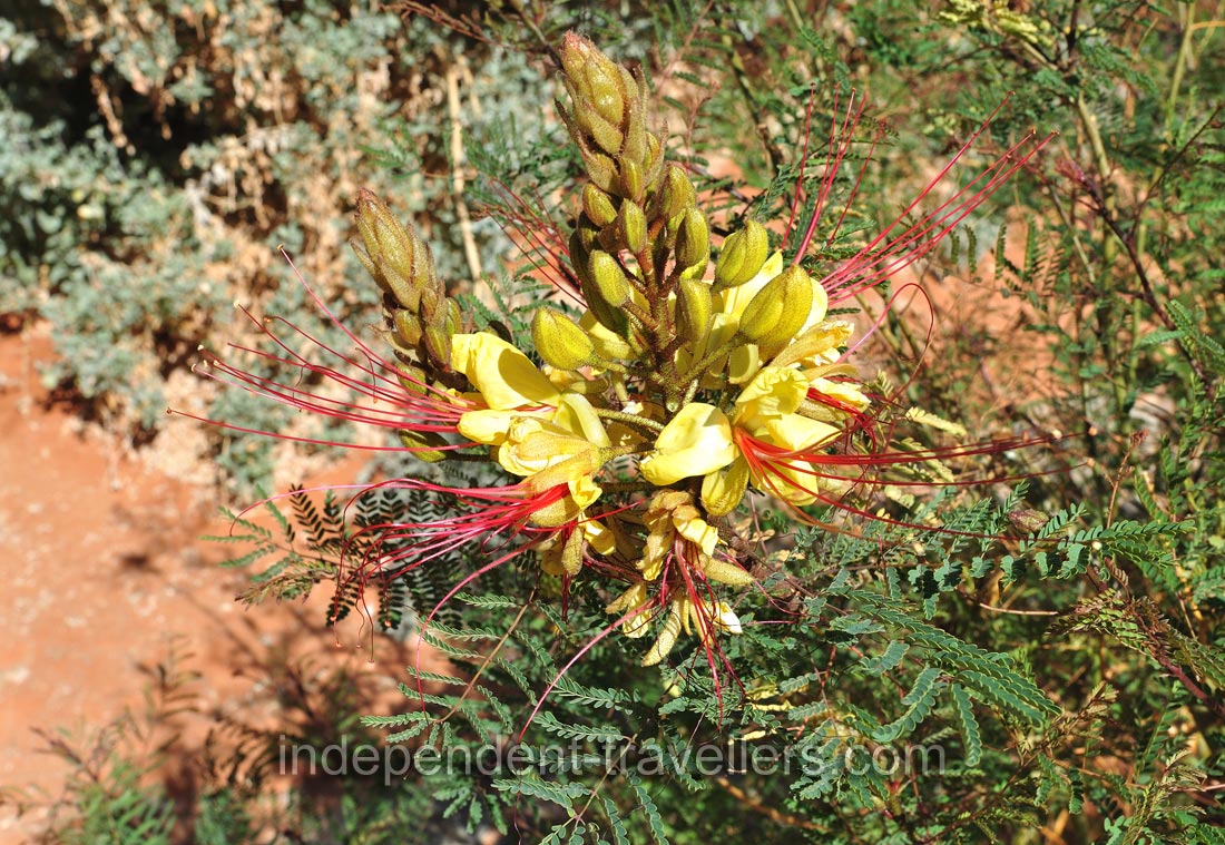 Erythrostemon gilliesii is commonly known as bird of paradise, it freely blooms at Farm Gunsbewys