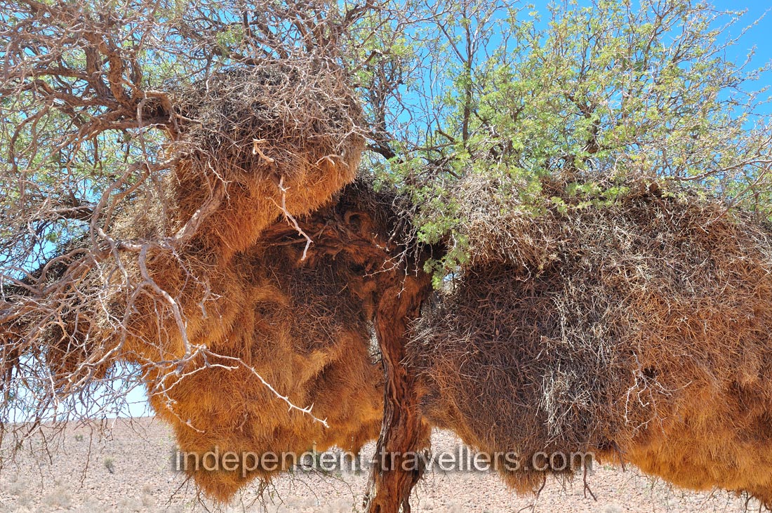 This is a tree with large compound community nests weaved by the sociable weavers