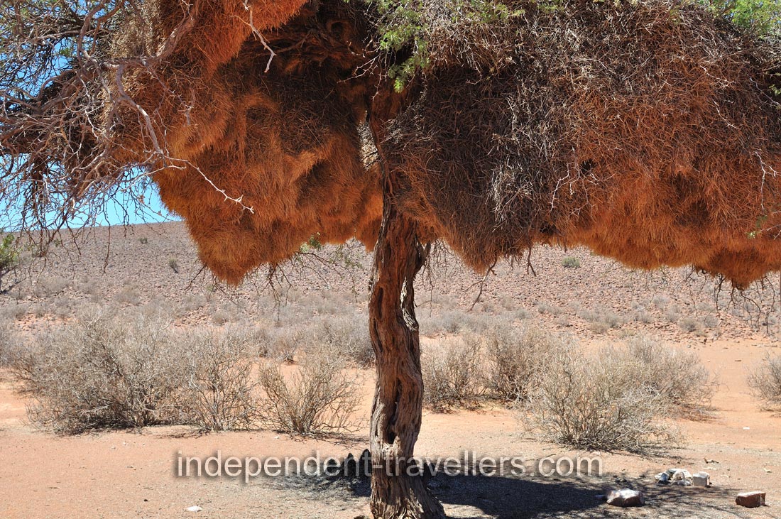 This tree is fully covered with the nests of sociable weavers