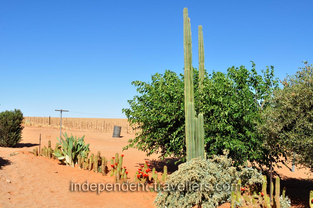 Tall green cacti of the genus cereus grow at Farm Gunsbewys
