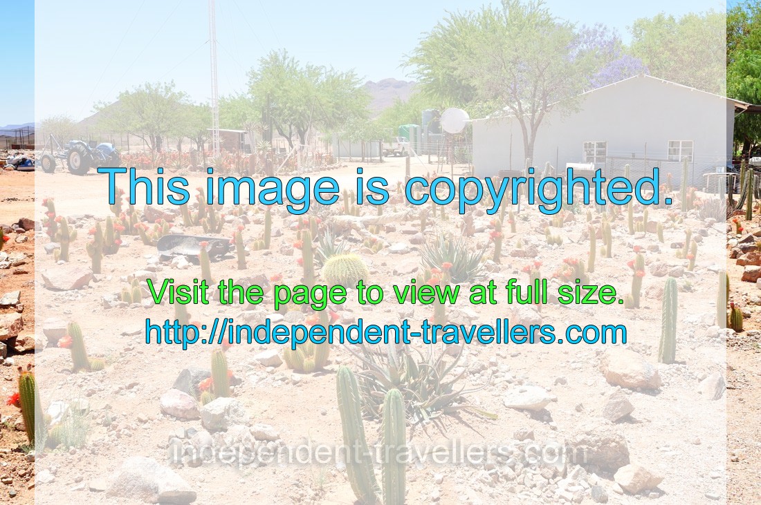 A blue tractor is parked on the cacti farm in Spes Bona