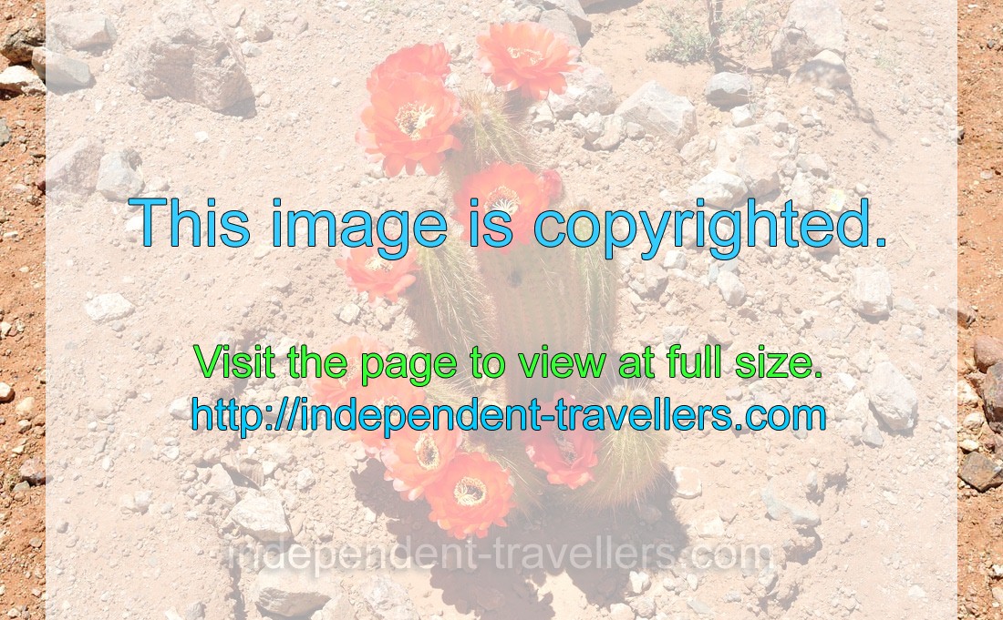 A cactus blooms with red flowers on the cacti farm in Spes Bona