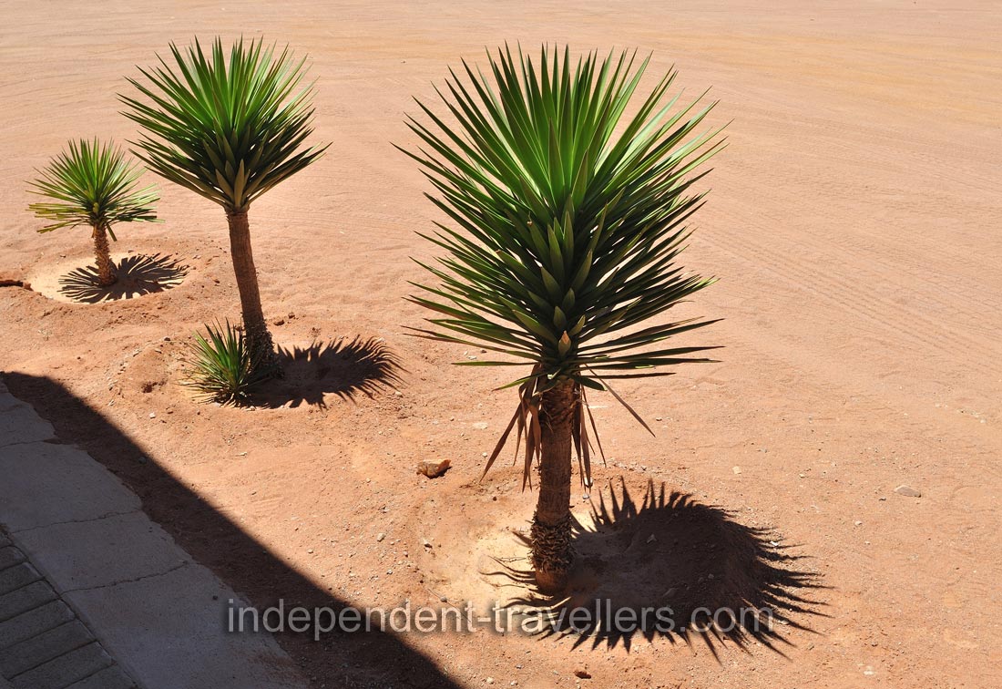 Small yucca trees grow at Betta Campsite gas station
