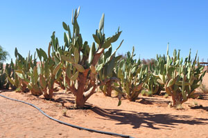 A field of opuntia cacti is at Farm Gunsbewys