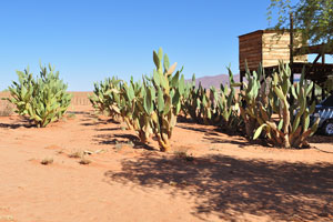 Cacti of opuntia species grow at Farm Gunsbewys