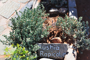 Rushia rapicola grows at Farm Gunsbewys