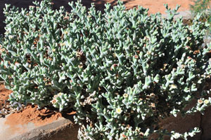 Rushia rapicola which grows at Farm Gunsbewys belongs to the Aizoaceae family