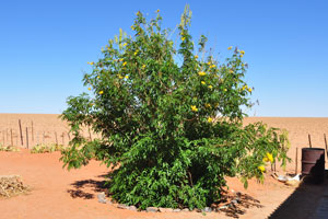 A shrub of Erythrostemon gilliesii species grows at Farm Gunsbewys