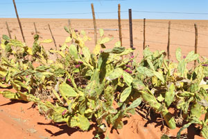 Succulent plants at Farm Gunsbewys are protected by the fence