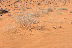 A low desert shrub grows at the “Sun downer” viewpoint near Farm Gunsbewys