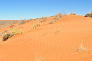 An orange dune is located not far from Farm Gunsbewys