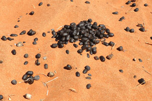 Small ball-shaped animal feces are on the ground near Farm Gunsbewys