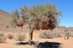 The nests of the sociable weaver are perhaps the most spectacular structure built by any bird