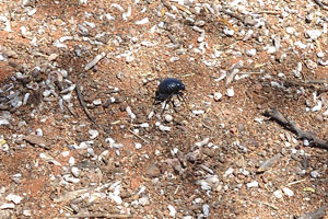 The scarab beetle eats the bird droppings and dwells under the nesting colonies of sociable weaver