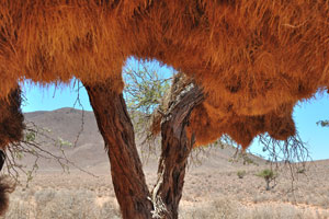 Nests of sociable weaver are built around large and sturdy structures like acacia trees