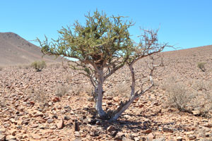 An acacia tree grows in the Tiras Mountains
