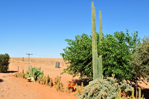 Tall green cacti of the genus cereus grow at Farm Gunsbewys