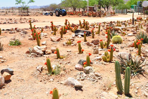 This cacti farm is located in Spes Bona