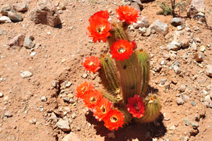 A cactus blooms with red flowers on the cacti farm in Spes Bona