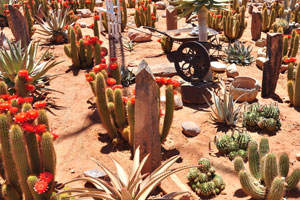Plants of aloe species grow on the cacti farm in Spes Bona