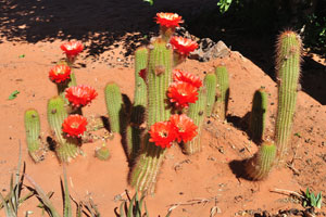 Cacti bloom with red flowers at Farm Gunsbewys