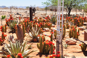 The cacti farm in Spes Bona is a field of red flowers