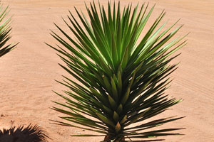Small yucca trees grow at Betta Campsite gas station