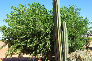 A group of cacti grows at Farm Gunsbewys