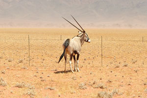 This is the first oryx which we saw in Namibia from close distance