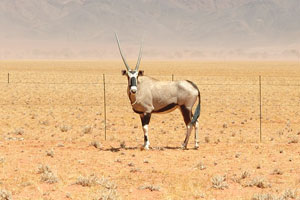 The oryx watched us indifferently and wanted to escape