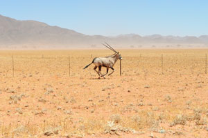 The oryx is running along the fence