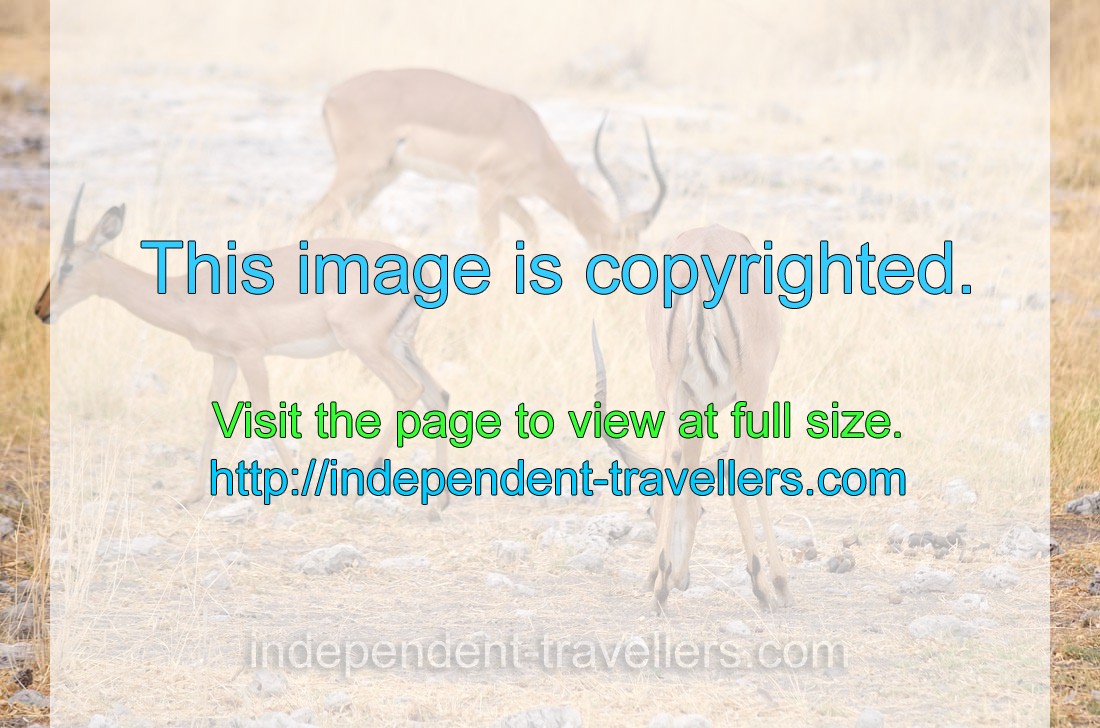 The impala is often seen in large breeding herds closely shepherded by a territorial male