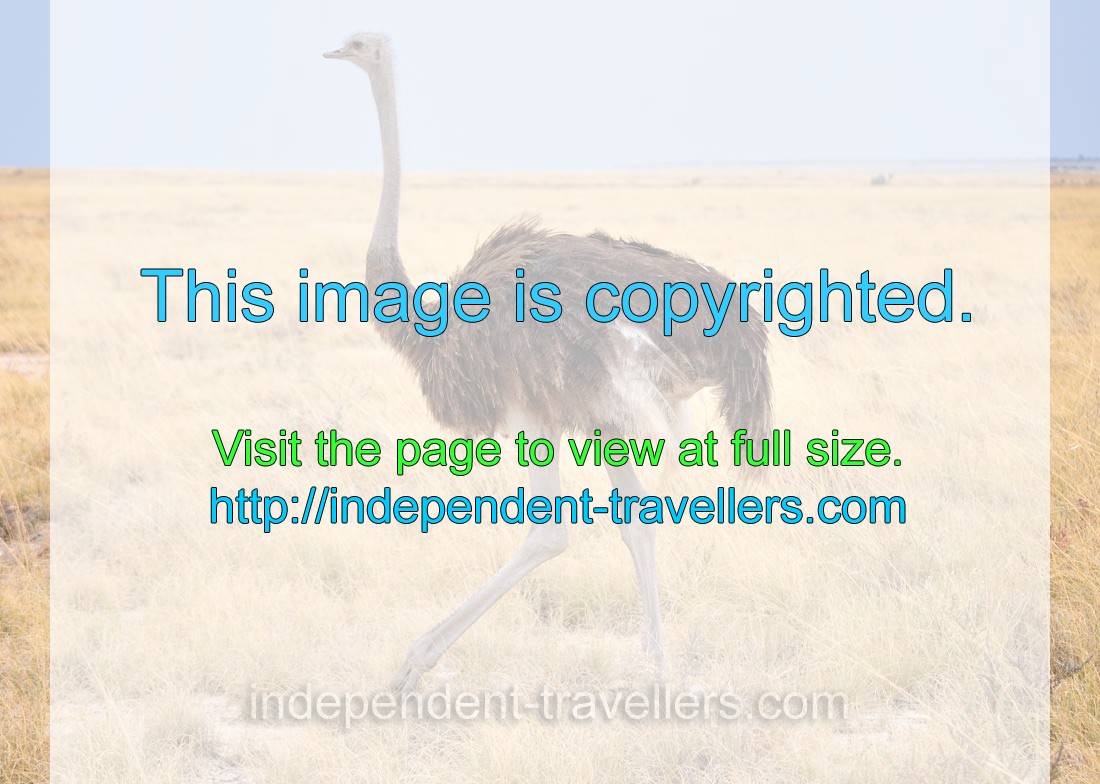 The ostrich “Struthio camelus” is a large flightless bird found only in open country in Africa