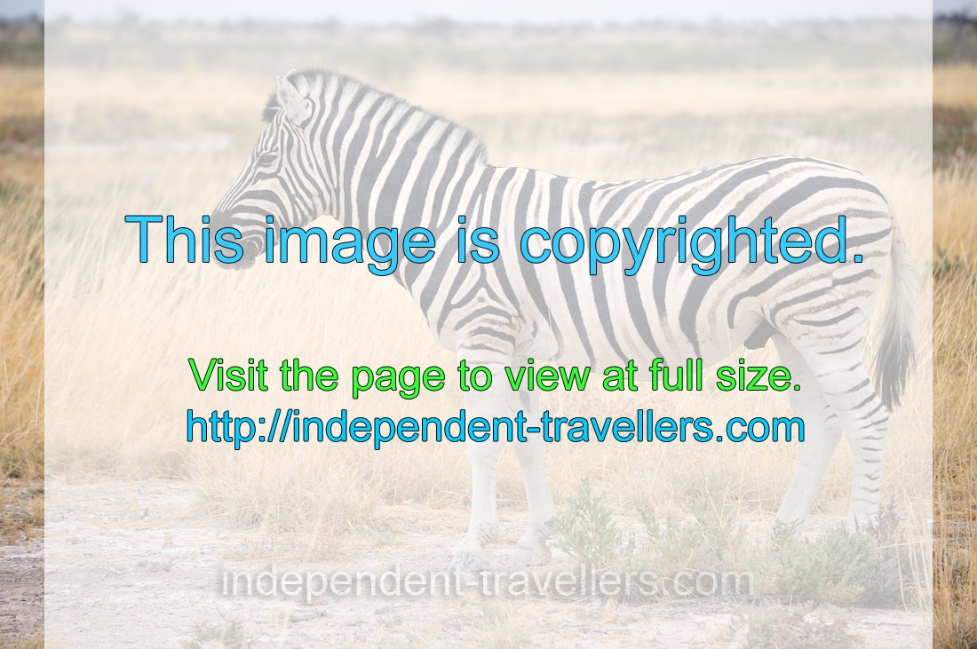 Zebras typically stand about 120-140 cm (47-55 inches) at the shoulder