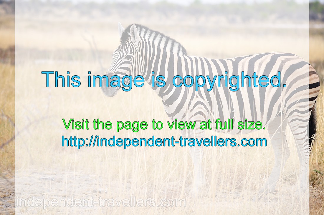 The southern Burchell's zebra has a distinctive shadow brown stripe in the white stripe