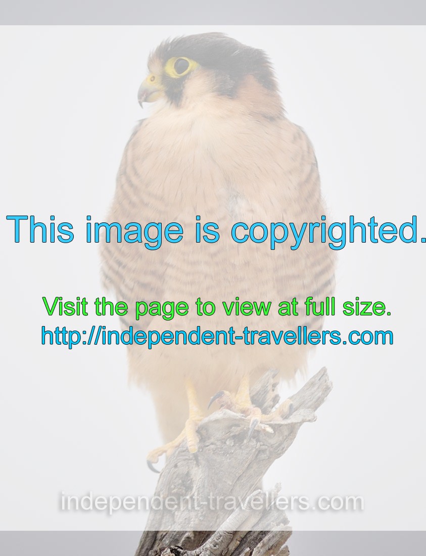 The peregrine falcon “Falco peregrinus”