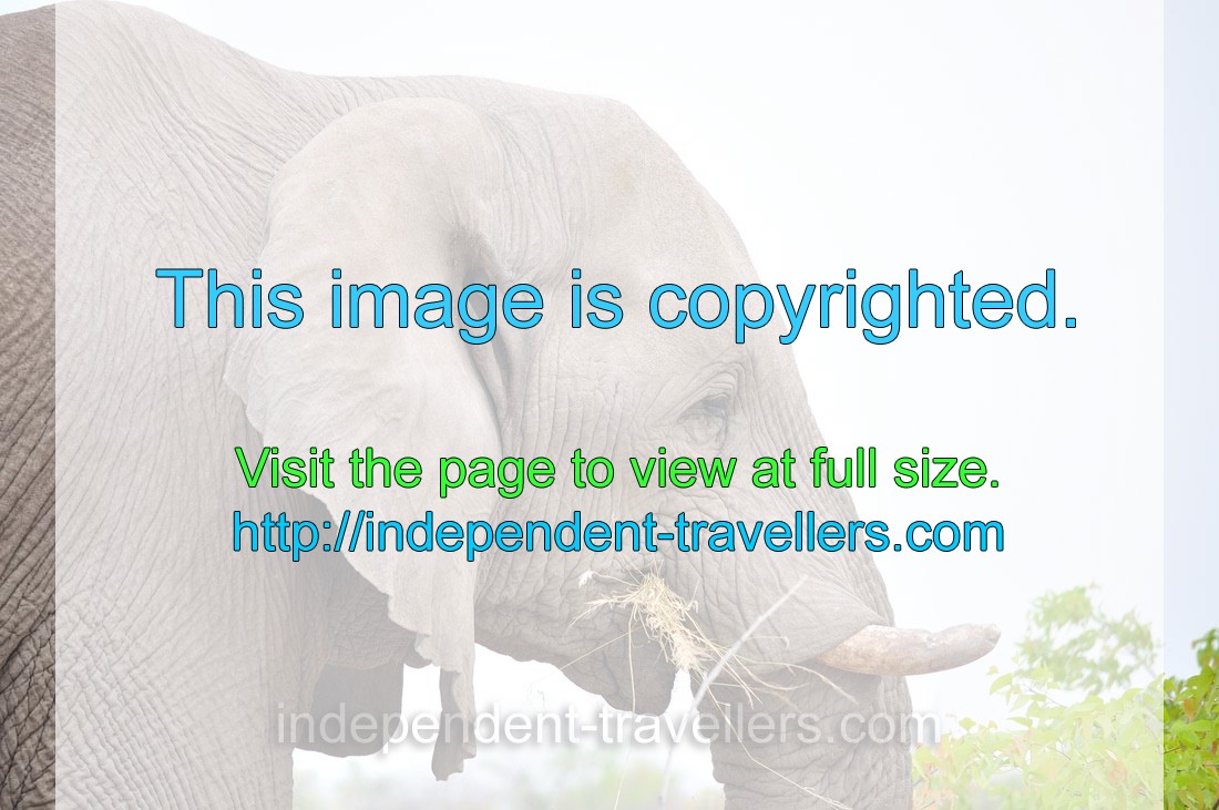 An African elephant is chewing a straw