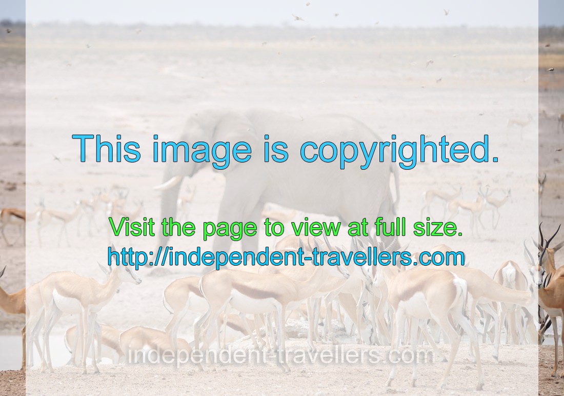 Springboks are on the background of an African elephant at Nebrownii Waterhole