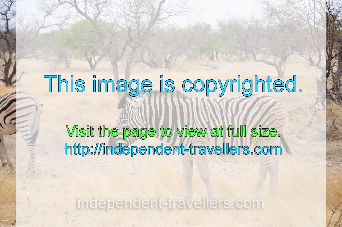 The black and white stripes of the Burchell's zebra may have one or several functions