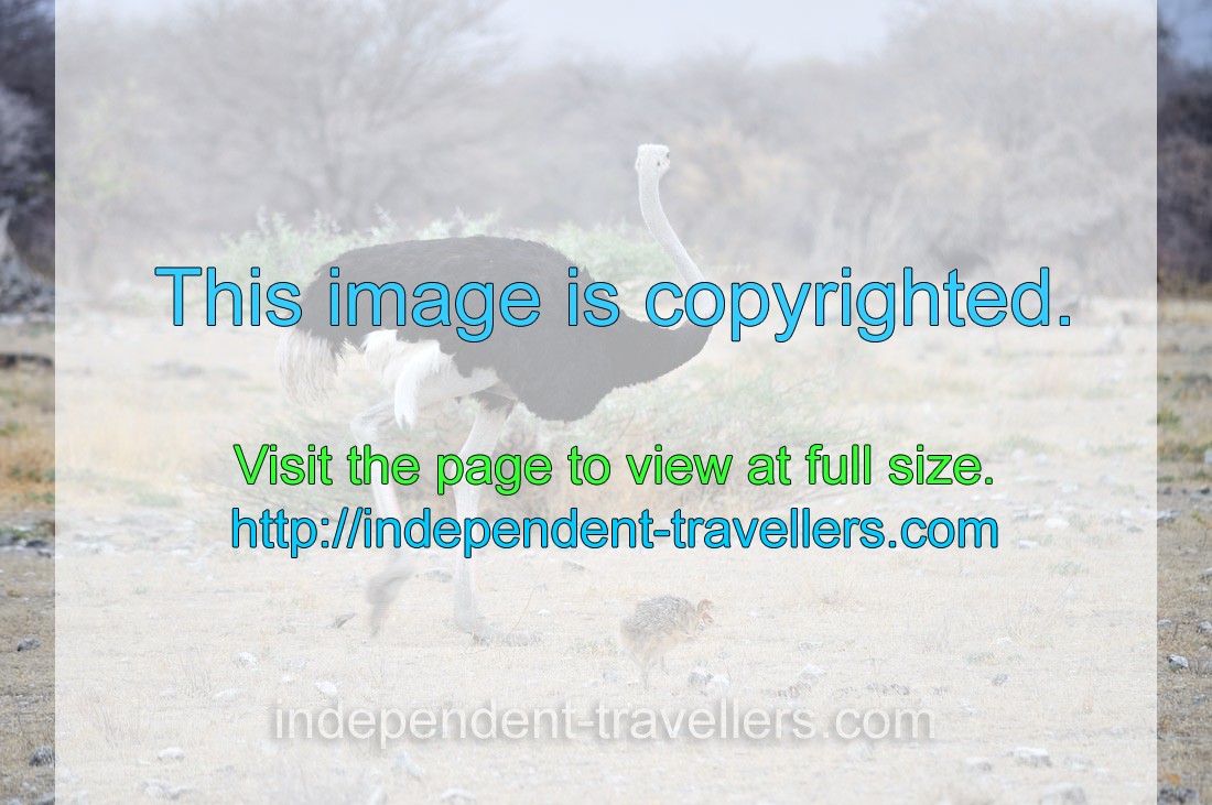 A South African ostrich male is wandering with chicks