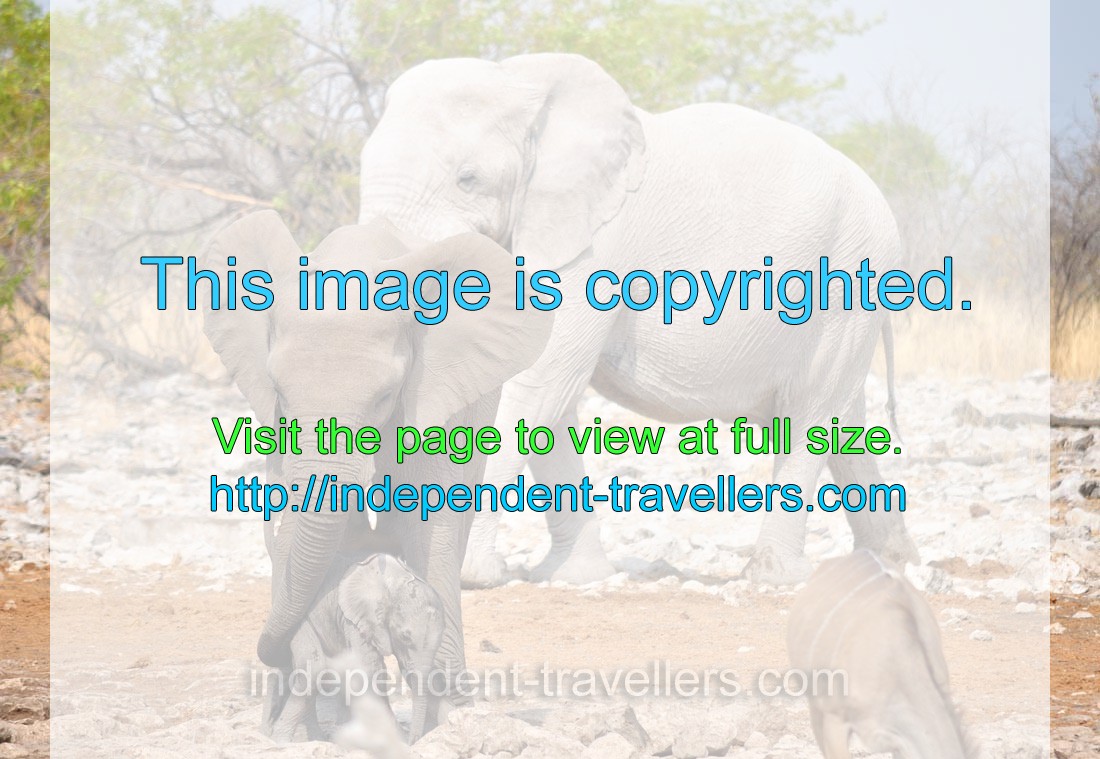 A white African elephant