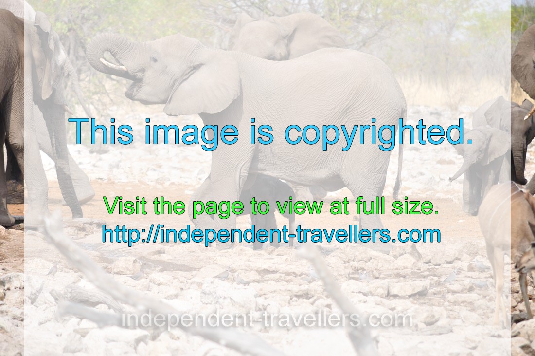 A female African elephant with her calf are drinking from Kalkheuwel Waterhole