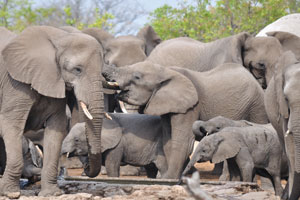 Habitat loss is one of the key threats facing elephants