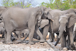 Elephants are known to eat crops like banana and sugarcane which are grown by farmers