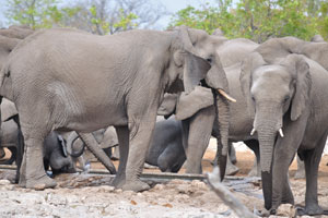 Adult elephants eat 300-400 lbs of food per day